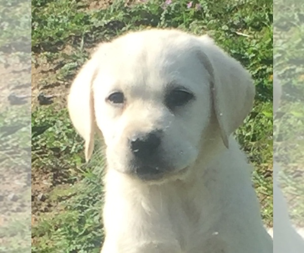 Medium Photo #4  Breeder Profile in PAUMA VALLEY, CA, USA