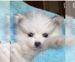 Small #3 Breeder Profile image