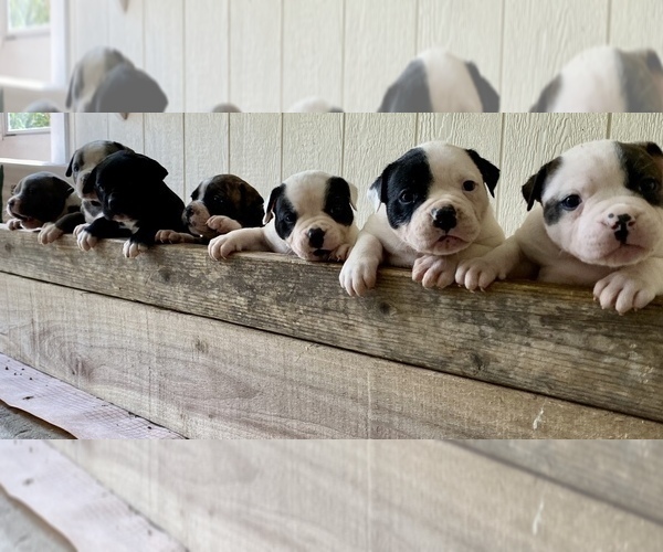 Medium Photo #40  Breeder Profile in COLUMBIA, KY, USA