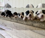Small #39 Breeder Profile image