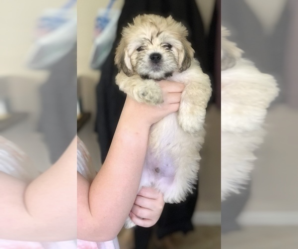 Medium Photo #52  Breeder Profile in SCOTTSDALE, AZ, USA