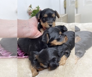 Yorkshire Terrier Dog Breeder near FENTON, MI, USA