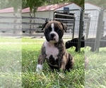 Small #36 Breeder Profile image
