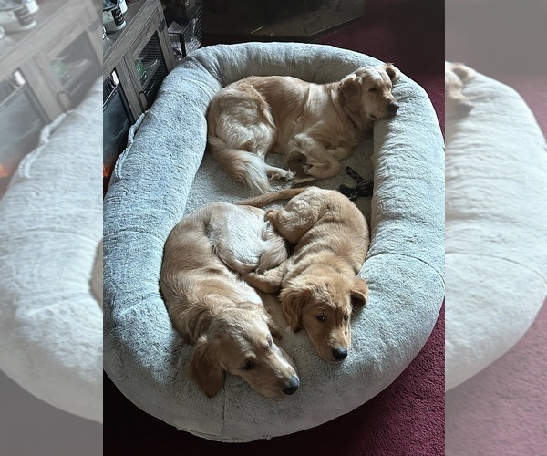 Medium Photo #1  Breeder Profile in HOQUIAM, WA, USA