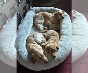 Golden Retriever Dog Breeder near HOQUIAM, WA, USA