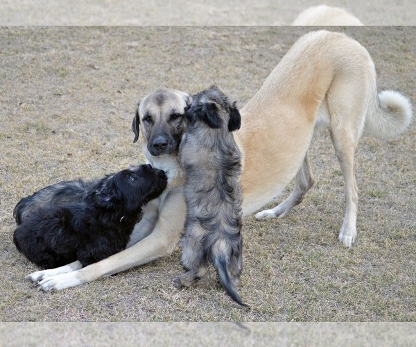 Medium Photo #5  Breeder Profile in LAKESIDE, CA, USA