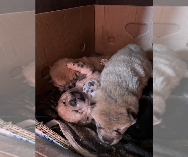 Medium Photo #8  Breeder Profile in MOUNT PLEASANT, IA, USA