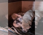 Small #7 Breeder Profile image