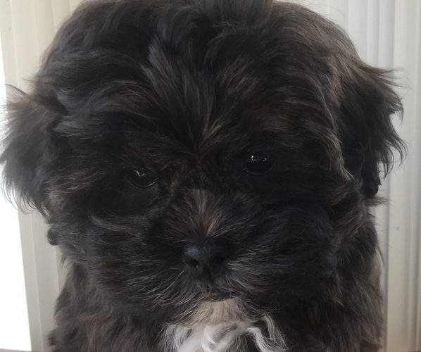 Medium Photo #3  Breeder Profile in UNIONTOWN, OH, USA