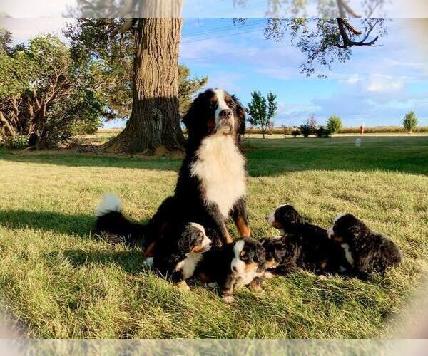 Medium Photo #1  Breeder Profile in ARTHUR, IL, USA