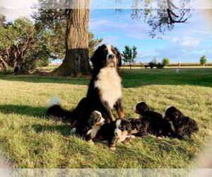Bernese Mountain Dog Dog Breeder near ARTHUR, IL, USA