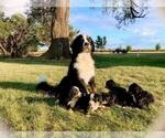 Small breeder photo