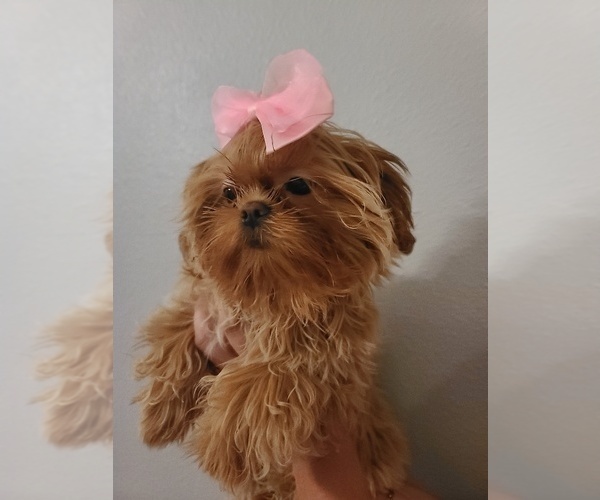 Medium Photo #19  Breeder Profile in WESLEY CHAPEL, FL, USA