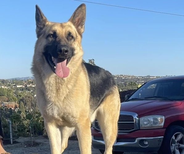 Medium Photo #2  Breeder Profile in OCEANSIDE, CA, USA