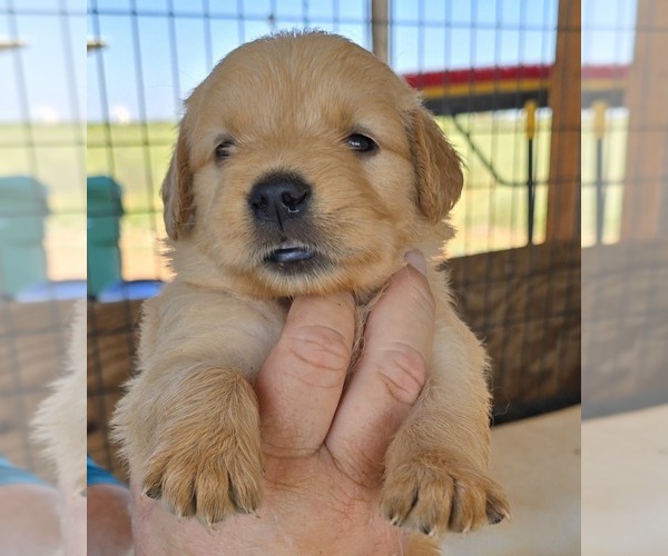 Medium Photo #4  Breeder Profile in HOBBS, NM, USA