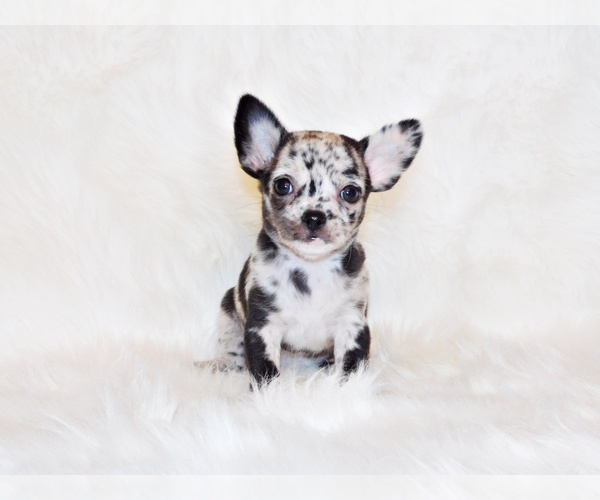 Medium Photo #13  Breeder Profile in CHARLESTON, AR, USA