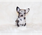 Small #12 Breeder Profile image