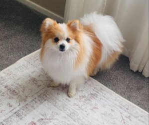 Pomeranian Dog Breeder near PHOENIX, AZ, USA
