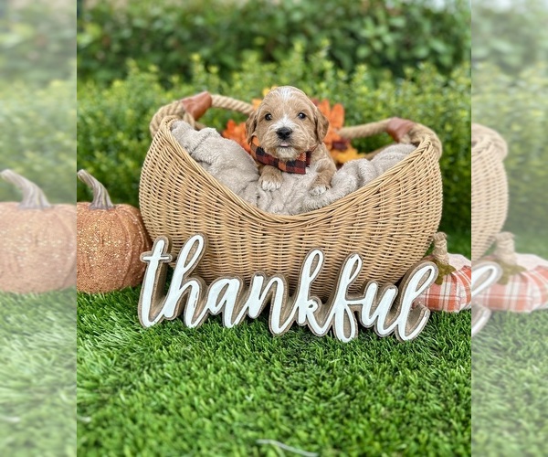 Medium Photo #4  Breeder Profile in BAKERSFIELD, CA, USA