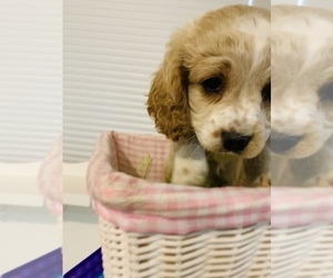 Medium Breeder Profile Photo