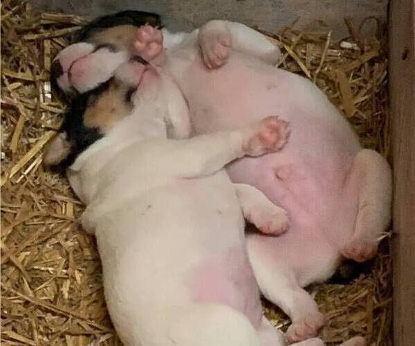 Medium Photo #15  Breeder Profile in KINGSVILLE, MO, USA