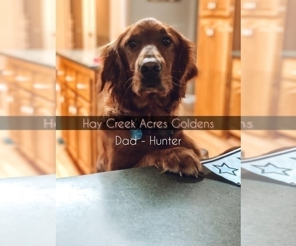 Medium Photo #3  Breeder Profile in LABADIE, MO, USA