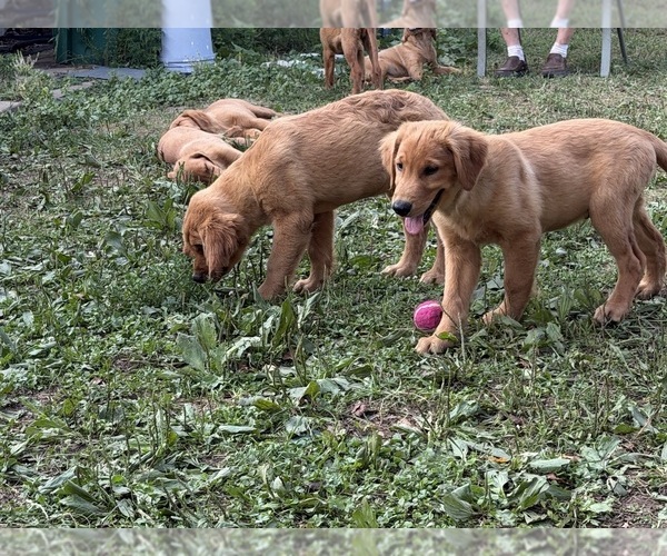 Medium Photo #10  Breeder Profile in FARMINGTON, MN, USA