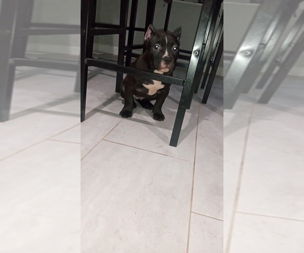 Medium Photo #4  Breeder Profile in DETROIT, MI, USA