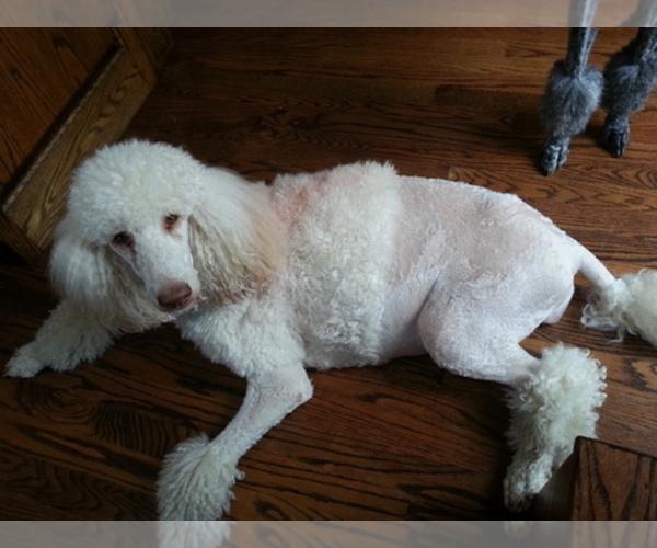 Medium Photo #1  Breeder Profile in JEFFERSON, OH, USA