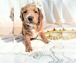 Small #17 Breeder Profile image