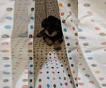 Small #4 Breeder Profile image
