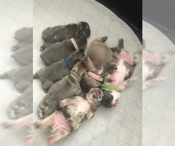 Medium Photo #1  Breeder Profile in CORONA, CA, USA