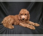 Small #13 Breeder Profile image