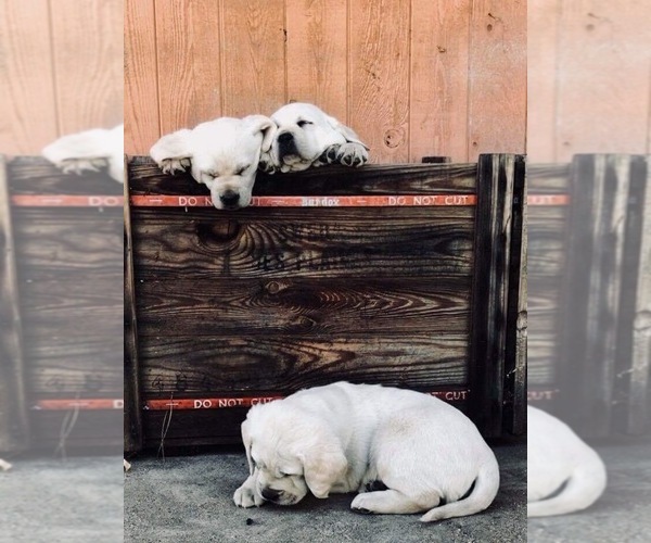 Medium Photo #25  Breeder Profile in PAUMA VALLEY, CA, USA