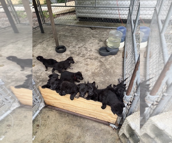 Medium Photo #1  Breeder Profile in SAINT AUGUSTINE, FL, USA