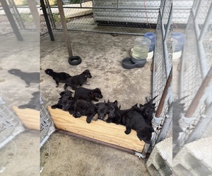 German Shepherd Dog Dog Breeder near SAINT AUGUSTINE, FL, USA