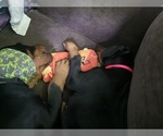 Small #8 Breeder Profile image