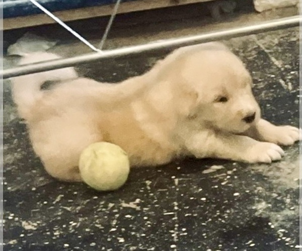 Medium Photo #12  Breeder Profile in YUMA, AZ, USA