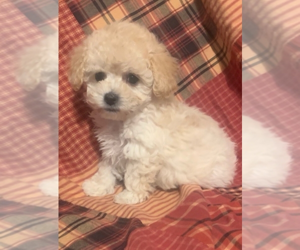 Medium Photo #23  Breeder Profile in STUART, FL, USA