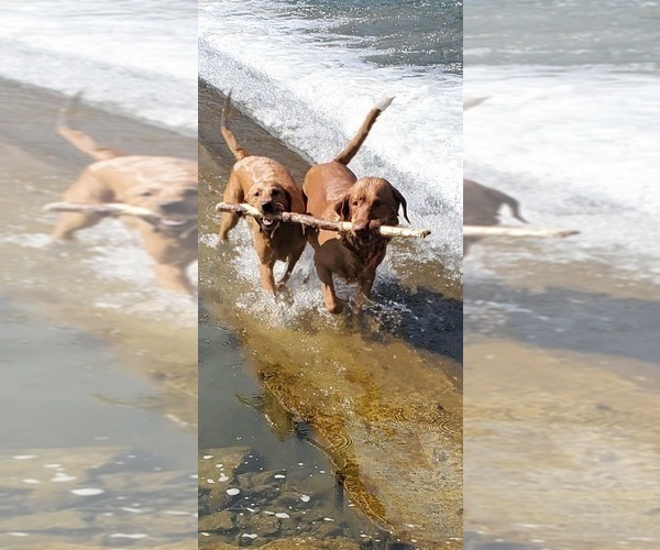 Medium Photo #17  Breeder Profile in BUFFALO, NY, USA