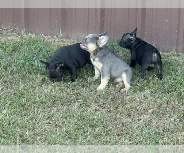 Medium Photo #16  Breeder Profile in LONGVIEW, TX, USA