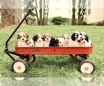 Small #28 Breeder Profile image