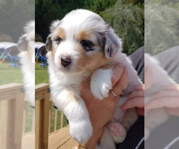 Medium Photo #1  Breeder Profile in SPRINGVILLE, AL, USA