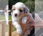 Small breeder photo