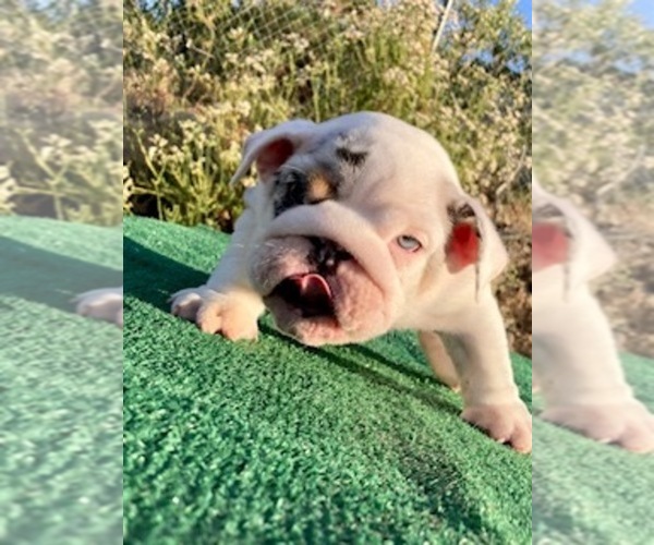 Medium Photo #1  Breeder Profile in LAKE ELSINORE, CA, USA