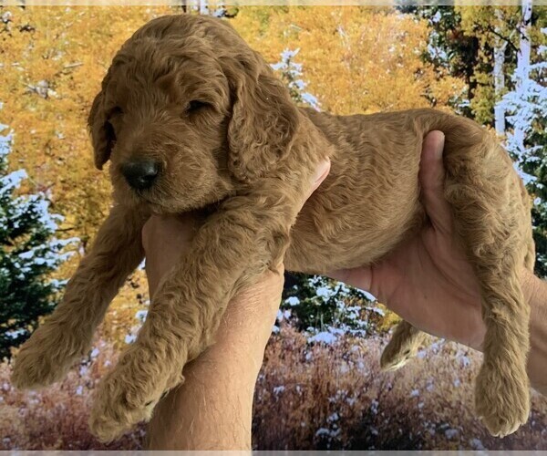 Medium Photo #11  Breeder Profile in FOUNTAIN VALLEY, CA, USA