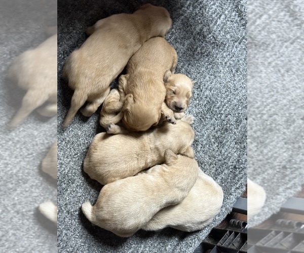 Medium Photo #1  Breeder Profile in BAXTER, TN, USA