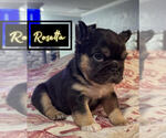 Small #3 Breeder Profile image