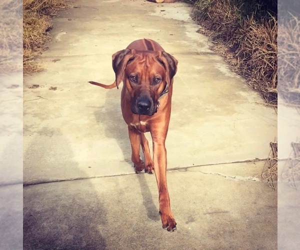 Medium Photo #65  Breeder Profile in MURFREESBORO, TN, USA