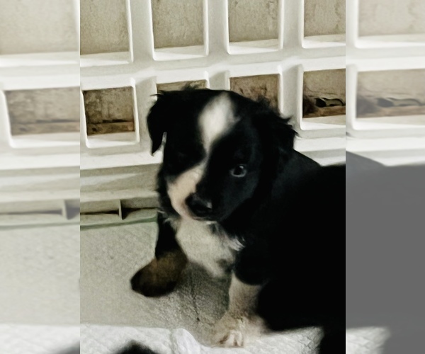 Medium Photo #1  Breeder Profile in OKLAHOMA CITY, OK, USA